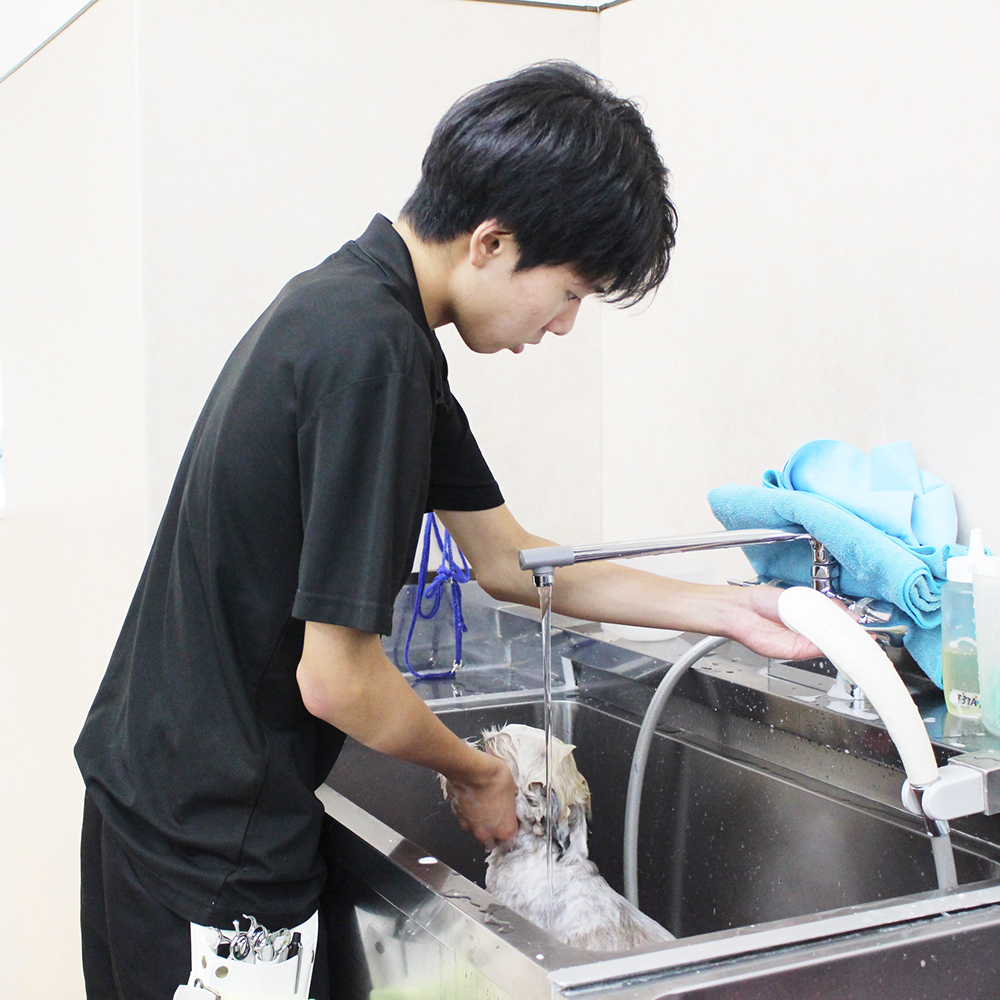 夏休みも継続的にトリミング実習☆
